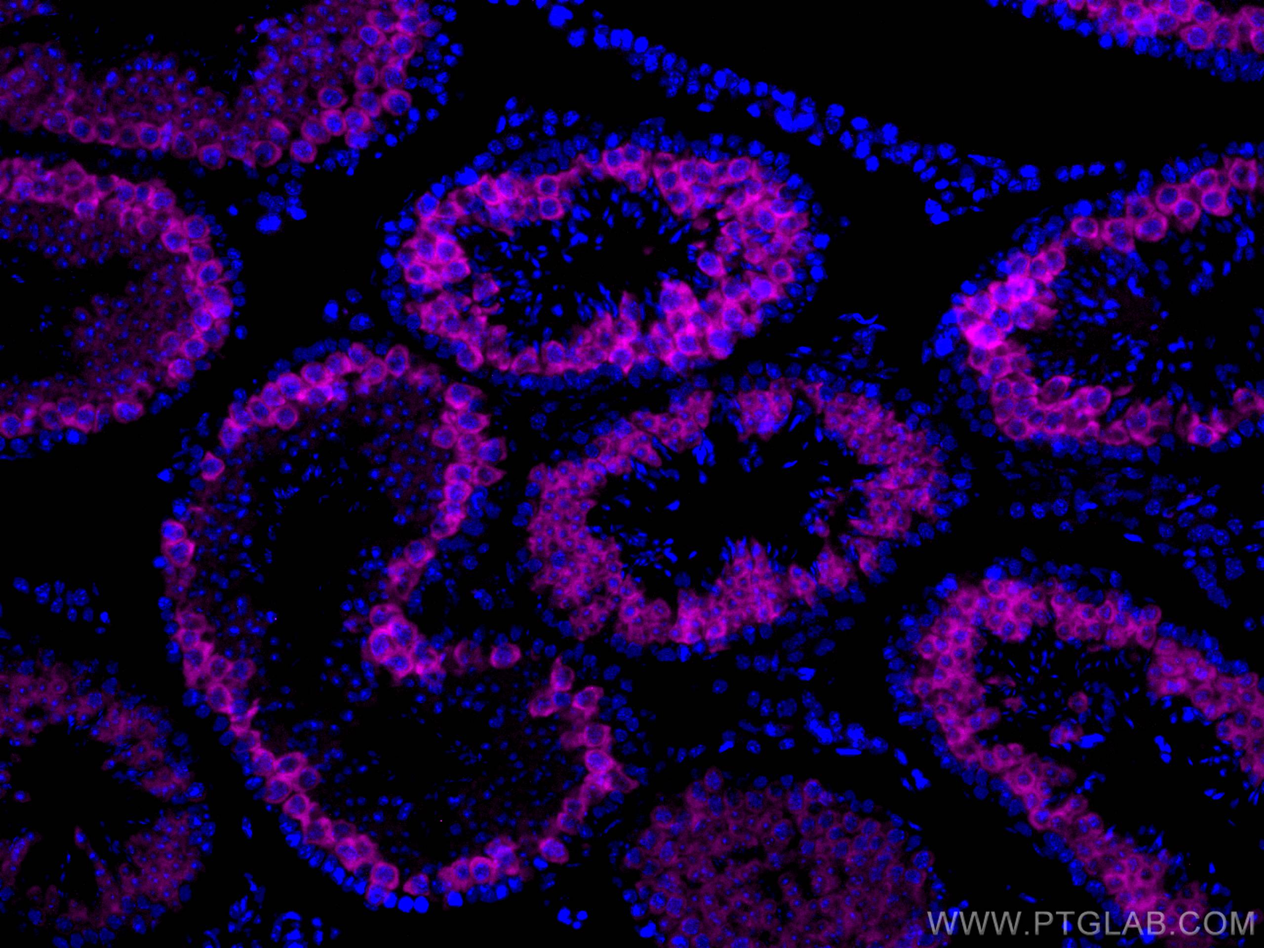 Immunofluorescence (IF) / fluorescent staining of mouse testis tissue using CoraLite® Plus 647-conjugated BOULE Polyclonal ant (CL647-13720)