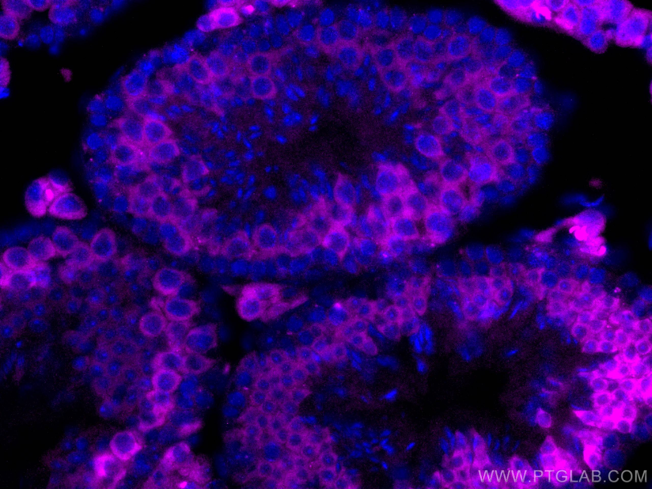 IF Staining of mouse testis using CL647-13720