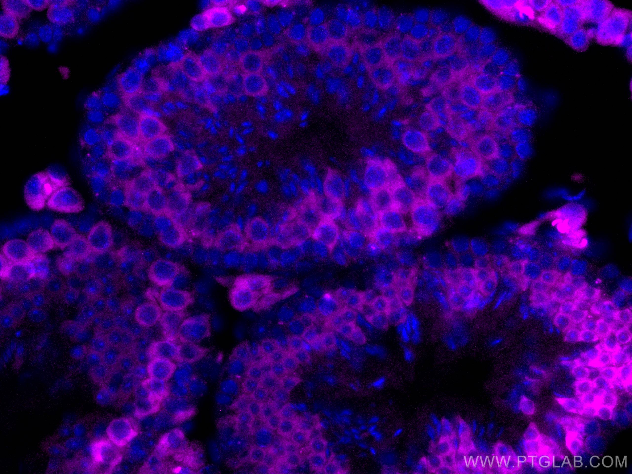 Immunofluorescence (IF) / fluorescent staining of mouse testis tissue using CoraLite® Plus 647-conjugated BOULE Polyclonal ant (CL647-13720)