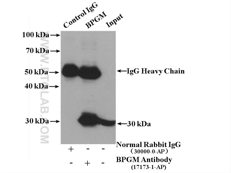 Immunoprecipitation (IP) experiment of mouse liver tissue using BPGM Polyclonal antibody (17173-1-AP)