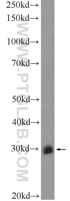 Western Blot (WB) analysis of mouse liver tissue using BPGM Polyclonal antibody (17173-1-AP)