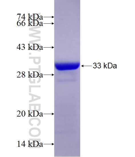 BPGM fusion protein Ag10731 SDS-PAGE