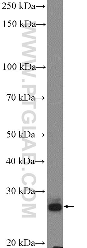 Western Blot (WB) analysis of mouse kidney tissue using BPHL Polyclonal antibody (17974-1-AP)