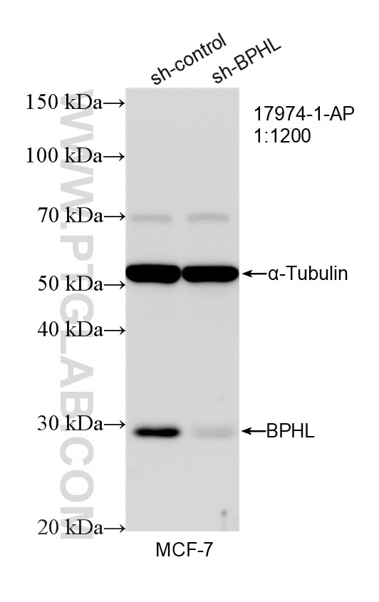 WB analysis of MCF-7 using 17974-1-AP Western Blot (WB) analysis of MCF-7 cells using BPHL Polyclonal antibody (17974-1-AP)