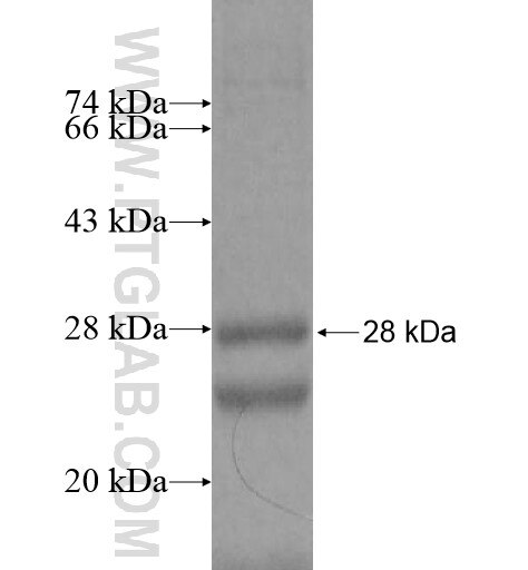 BPHL fusion protein Ag12085 SDS-PAGE