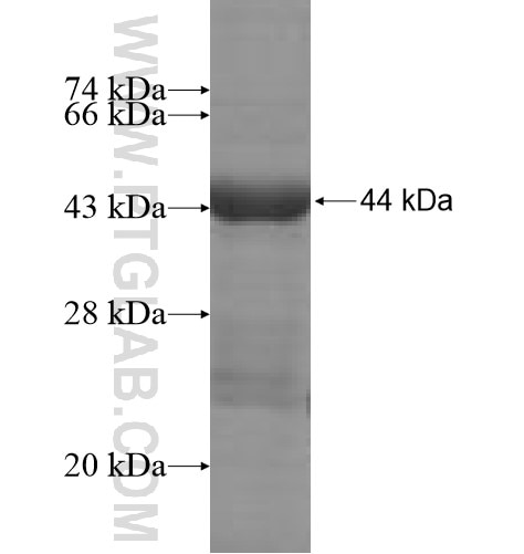 BPI fusion protein Ag6264 SDS-PAGE