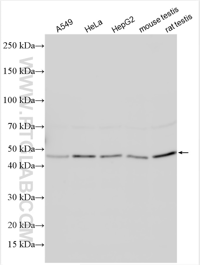 Western Blot (WB) analysis of various lysates using BPIL1 Polyclonal antibody (13461-2-AP)