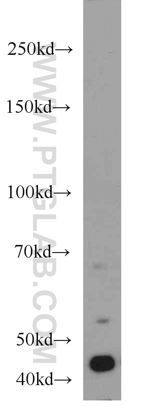 Western Blot (WB) analysis of A549 cells using BPIL1 Polyclonal antibody (13461-2-AP)