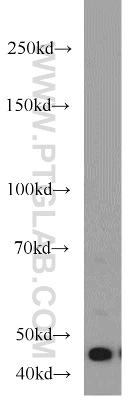 Western Blot (WB) analysis of A549 cells using BPIL1 Polyclonal antibody (13461-2-AP)