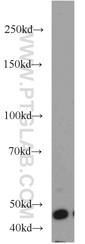 Western Blot (WB) analysis of A549 cells using BPIL1 Polyclonal antibody (13461-2-AP)