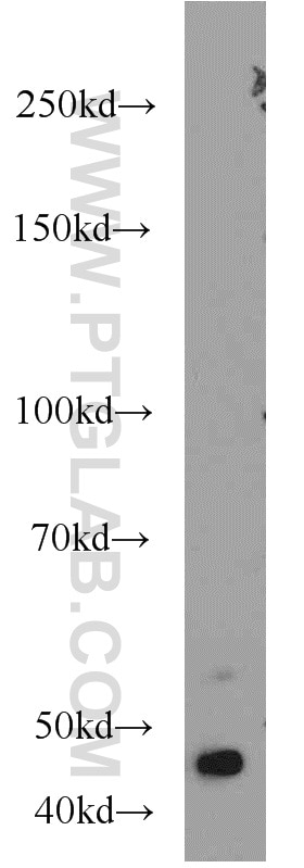 Western Blot (WB) analysis of A549 cells using BPIL1 Polyclonal antibody (13461-2-AP)