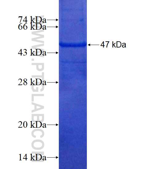 BPIL1 fusion protein Ag4051 SDS-PAGE