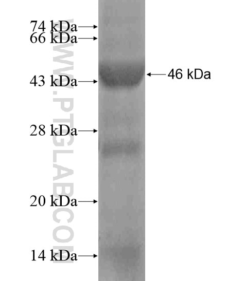 BPIL3 fusion protein Ag18833 SDS-PAGE