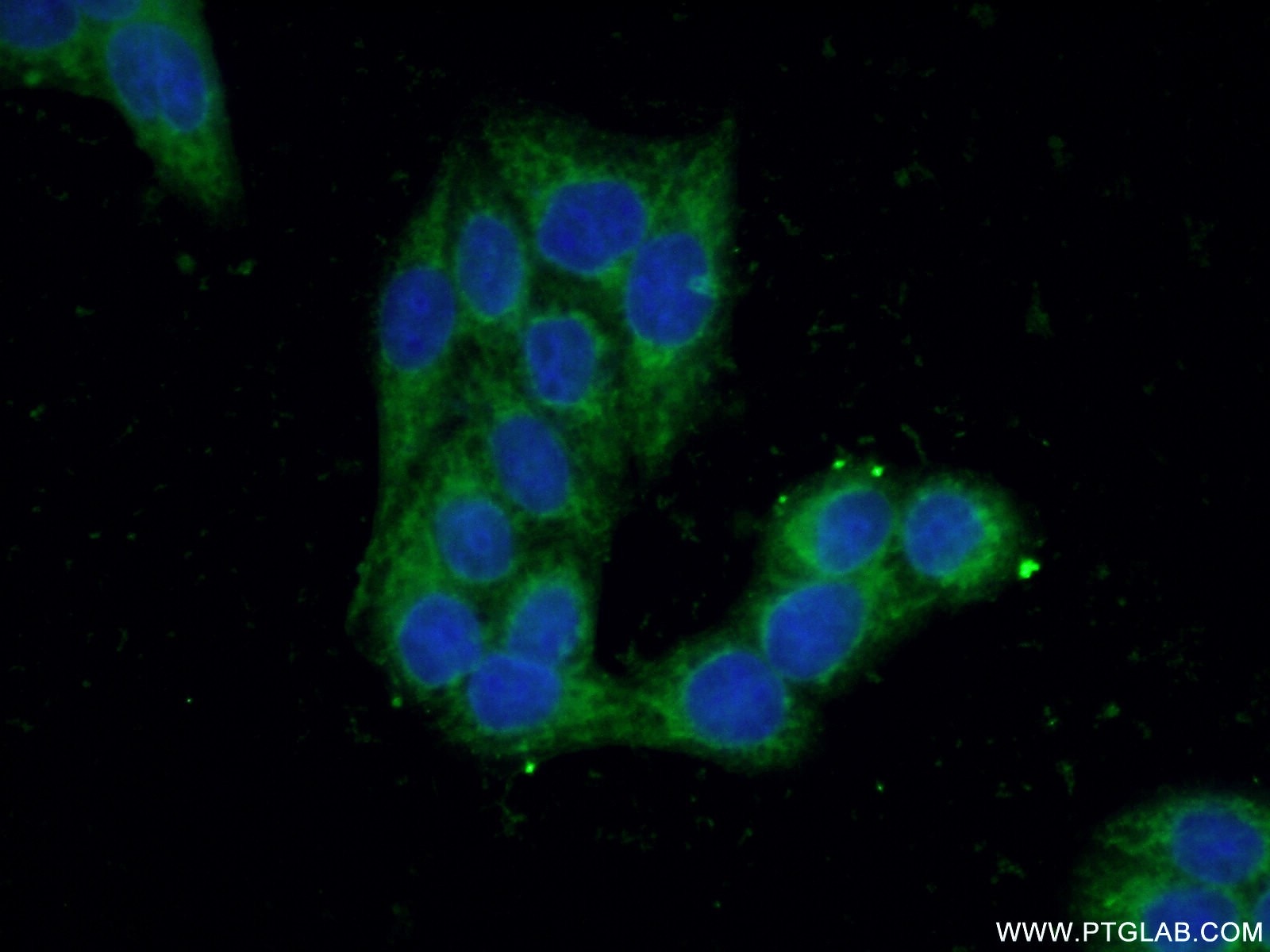 Immunofluorescence (IF) / fluorescent staining of HeLa cells using BPNT1 Polyclonal antibody (16461-1-AP)