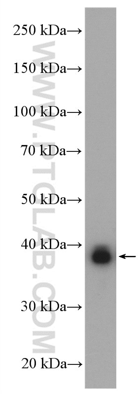 Western Blot (WB) analysis of HEK-293 cells using BPNT1 Polyclonal antibody (16461-1-AP)
