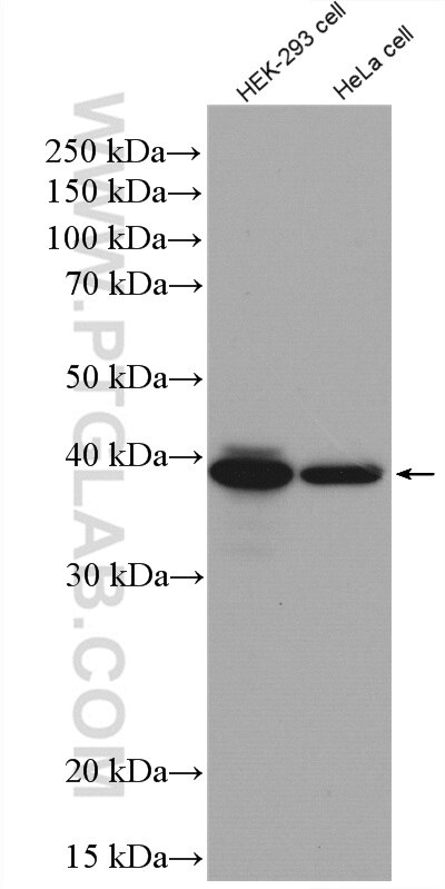 Western Blot (WB) analysis of HEK-293 cells using BPNT1 Polyclonal antibody (16461-1-AP)