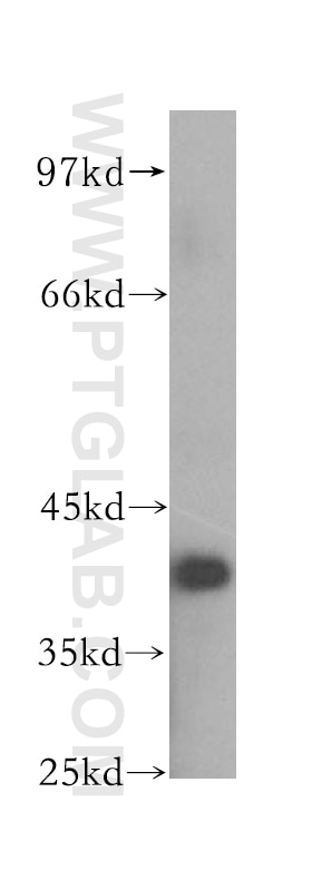 Western Blot (WB) analysis of HeLa cells using BPNT1 Polyclonal antibody (16461-1-AP)