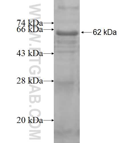 BPNT1 fusion protein Ag9523 SDS-PAGE