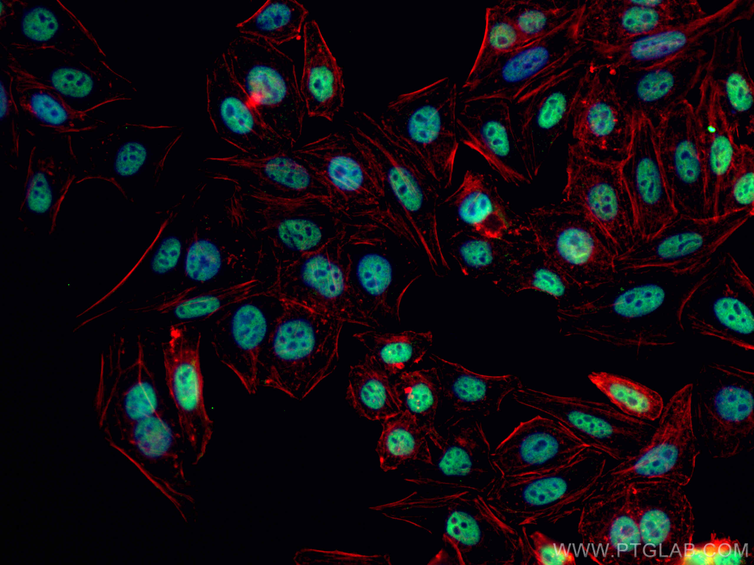 Immunofluorescence (IF) / fluorescent staining of HepG2 cells using BPTF Polyclonal antibody (28016-1-AP)