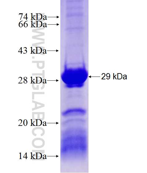 BPTF fusion protein Ag27780 SDS-PAGE