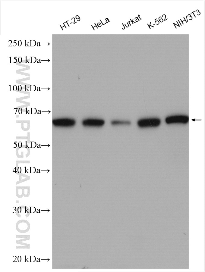 Western Blot (WB) analysis of various lysates using BRAF Polyclonal antibody (20899-1-AP)