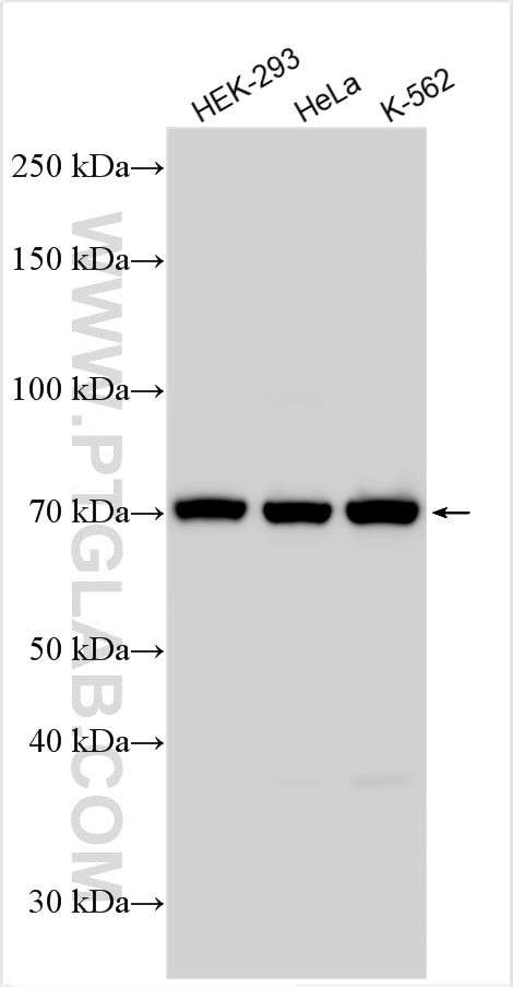 Western Blot (WB) analysis of various lysates using BRAF Polyclonal antibody (20899-1-AP)