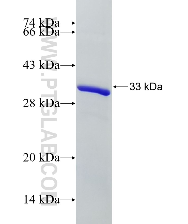 BRAF fusion protein Ag28574 SDS-PAGE