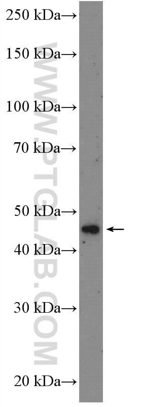 Western Blot (WB) analysis of MCF-7 cells using BRAP Polyclonal antibody (26004-1-AP)