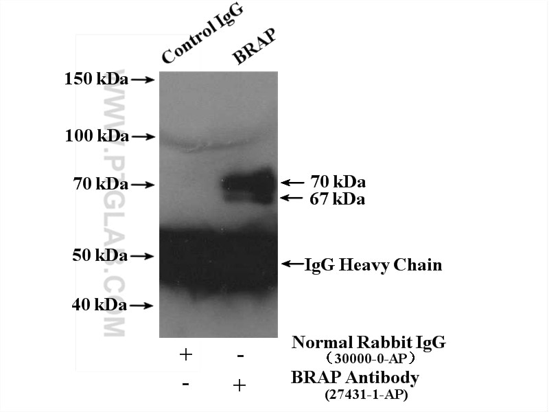 Immunoprecipitation (IP) experiment of MCF-7 cells using BRAP Polyclonal antibody (27431-1-AP)