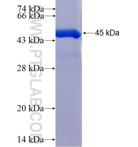 BRAP fusion protein Ag26728 SDS-PAGE