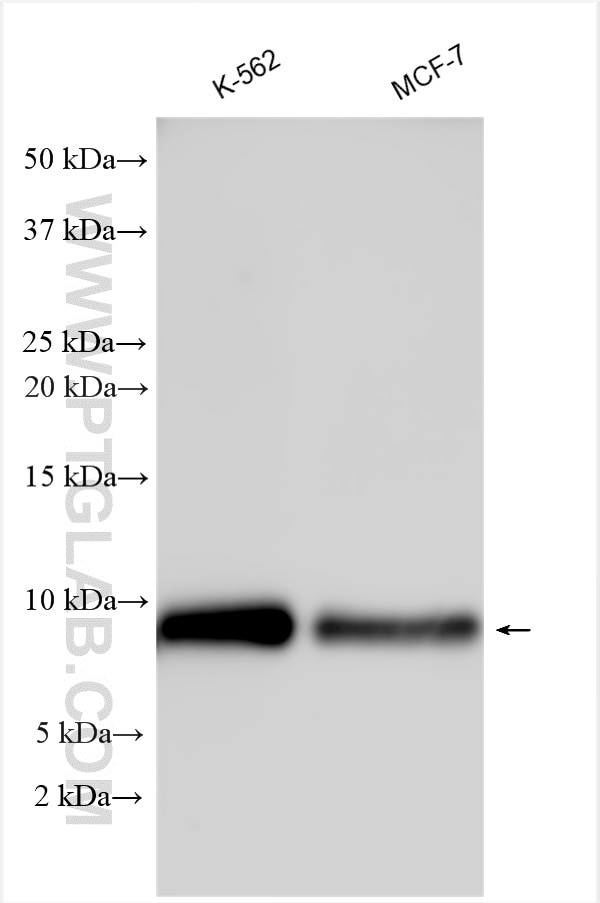 Western Blot (WB) analysis of various lysates using BRAWNIN Polyclonal antibody (30212-1-AP)