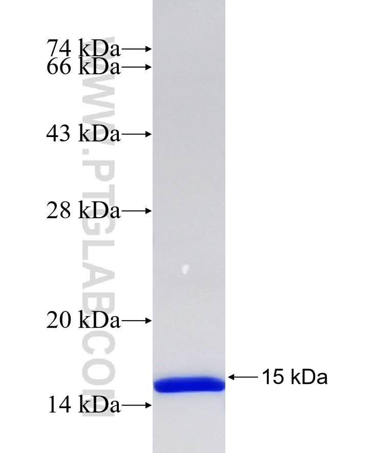 BRAWNIN fusion protein Ag32934 SDS-PAGE BRAWNIN fusion protein Ag32934 SDS-PAGE