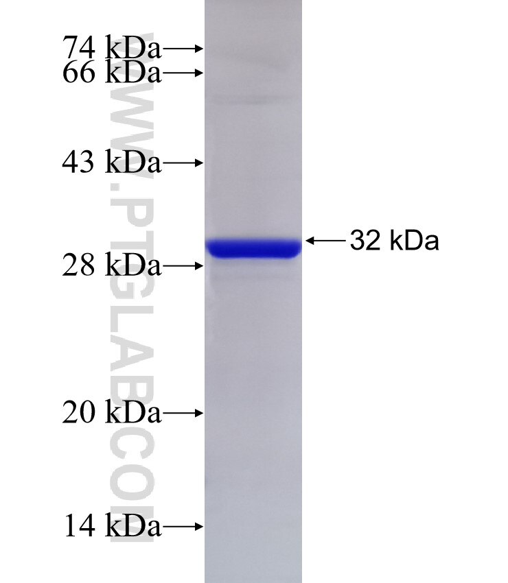 BRAWNIN fusion protein Ag32955 SDS-PAGE