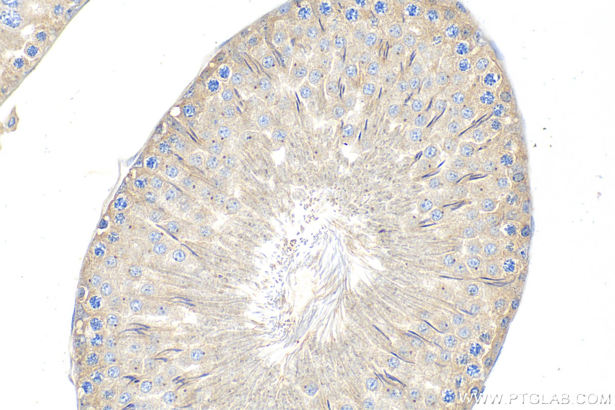 Immunohistochemistry (IHC) staining of rat testis tissue using BRCA1 Polyclonal antibody (22362-1-AP)