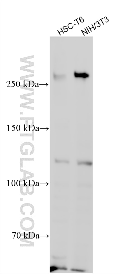 Western Blot (WB) analysis of various lysates using BRCA1 Recombinant antibody (83390-6-RR)