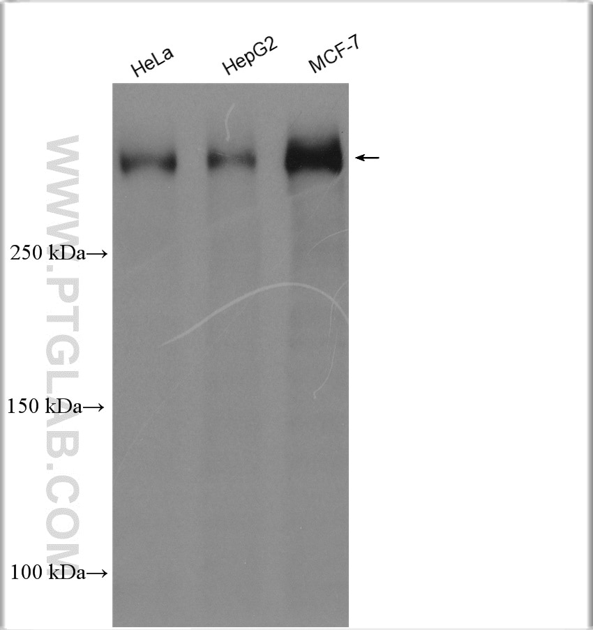 Western Blot (WB) analysis of various lysates using BRCA2 Polyclonal antibody (29450-1-AP)