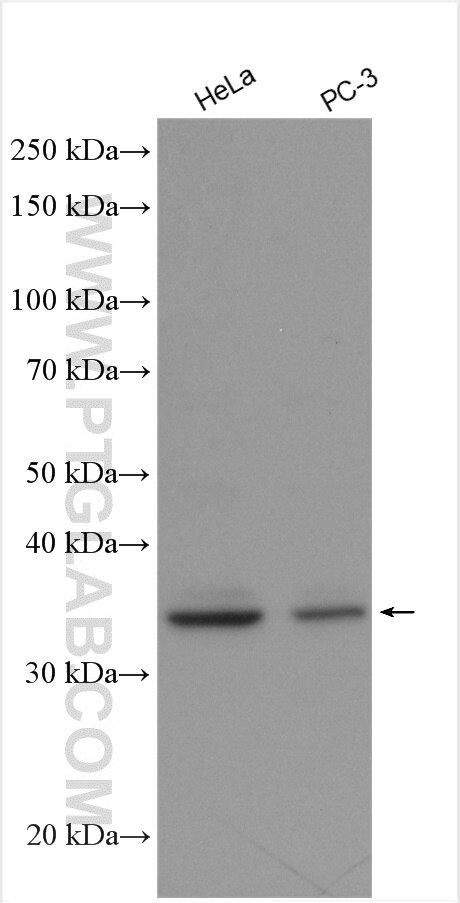 Western Blot (WB) analysis of various lysates using BRCC3 Polyclonal antibody (15391-1-AP)