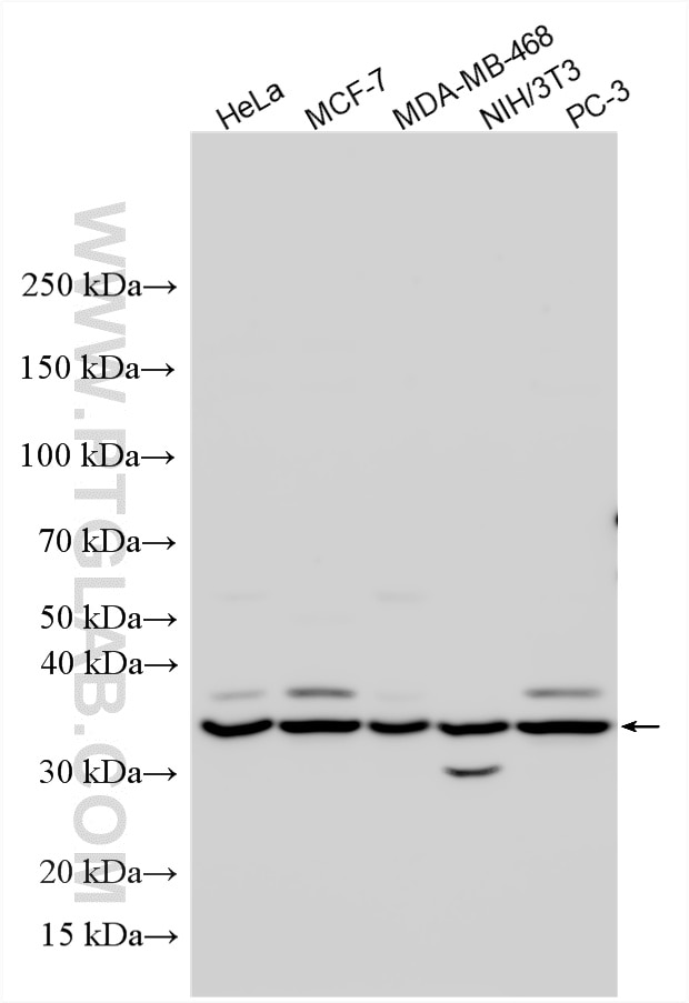 Various lysates were subjected to SDS PAGE followed by western blot with 15391-1-AP (BRCC3 antibody) at dilution of 1:2000 incubated at room temperature for 1.5 hours. Western Blot (WB) analysis of various lysates using BRCC3 Polyclonal antibody (15391-1-AP)