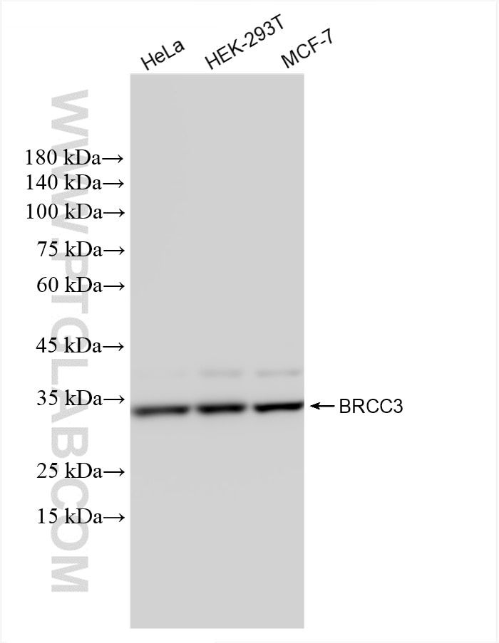 BRCC3