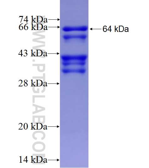 BRCC3 fusion protein Ag7584 SDS-PAGE