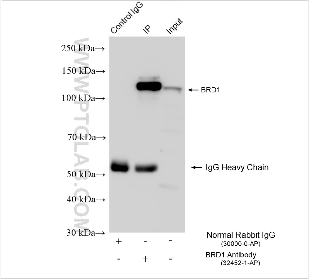 Immunoprecipitation (IP) experiment of Jurkat cells using BRD1/BRL Polyclonal antibody (32452-1-AP)