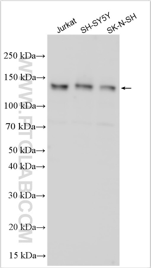 Western Blot (WB) analysis of various lysates using BRD1/BRL Polyclonal antibody (32452-1-AP)