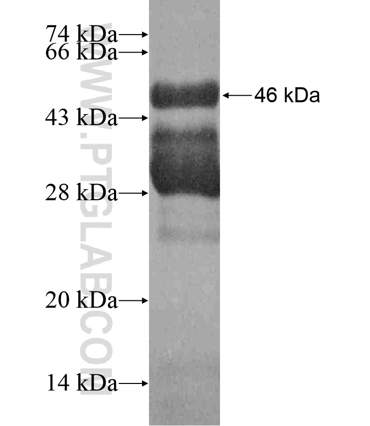 BRD2 fusion protein Ag17589 SDS-PAGE