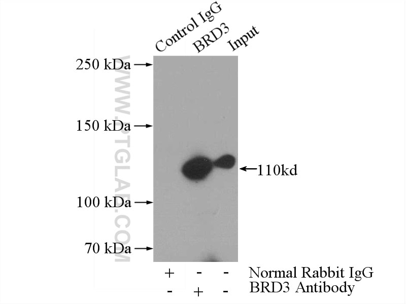 Immunoprecipitation (IP) experiment of HeLa cells using BRD3 Polyclonal antibody (11859-1-AP)