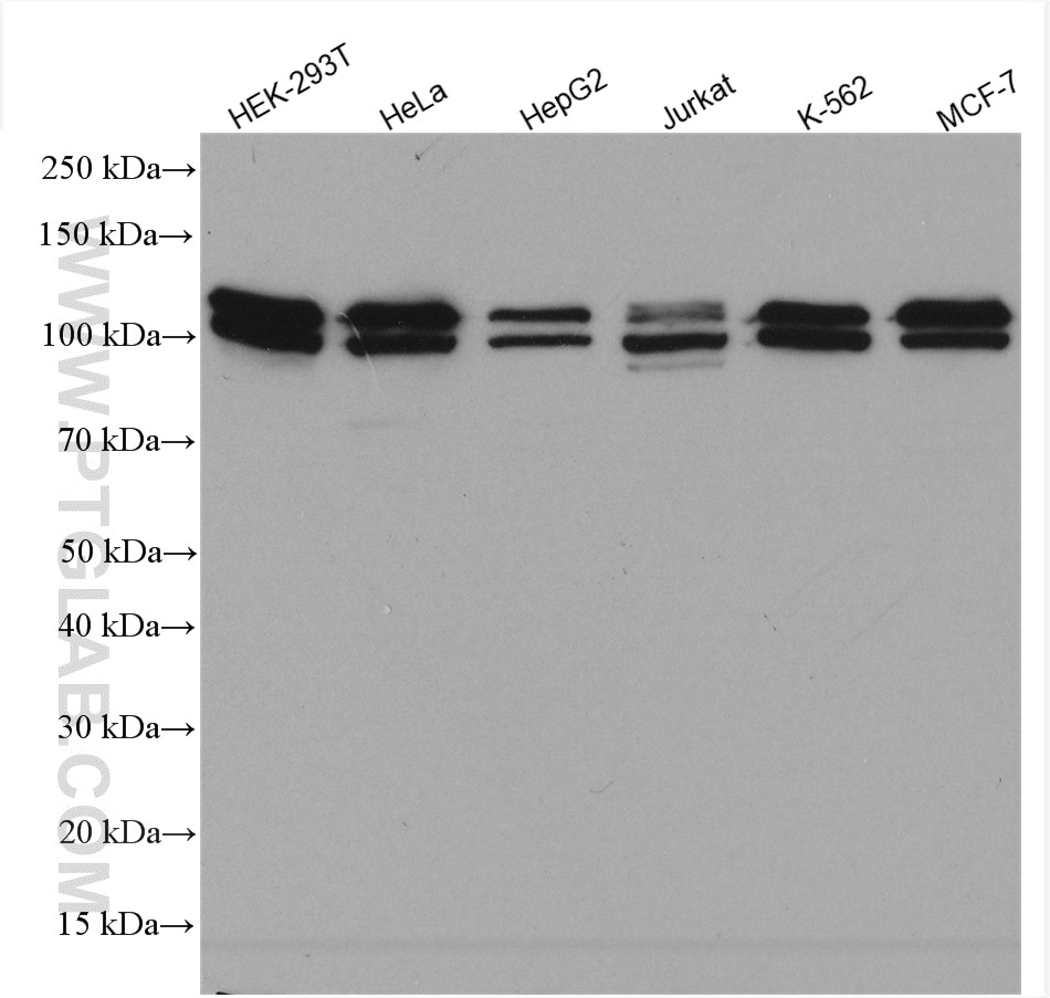 Western Blot (WB) analysis of various lysates using BRD3 Polyclonal antibody (11859-1-AP)