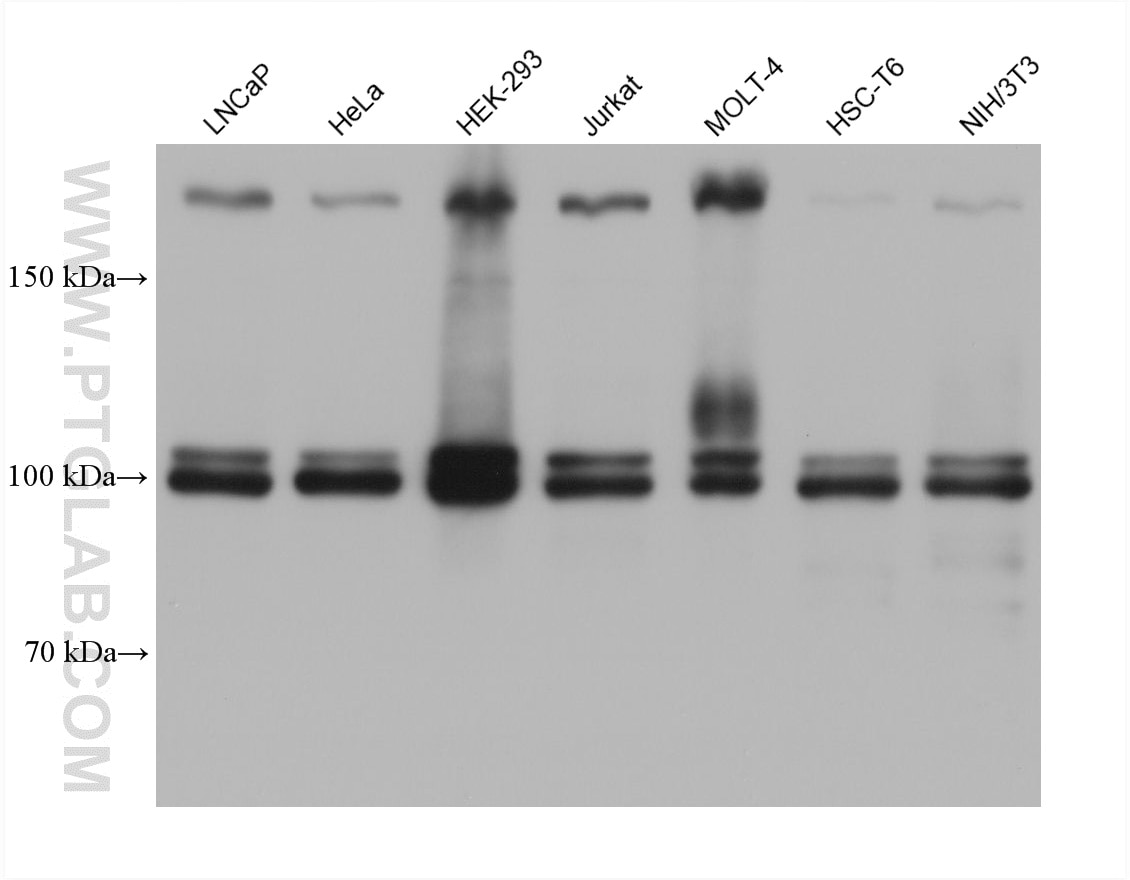 Various lysates were subjected to SDS PAGE followed by western blot with 60971-1-Ig (BRD3 antibody) at dilution of 1:10000 incubated at room temperature for 1.5 hours. This data was developed using the same antibody clone with 60971-1-PBS in a different storage buffer formulation. Western Blot (WB) analysis of various lysates using BRD3 Monoclonal antibody (60971-1-Ig)