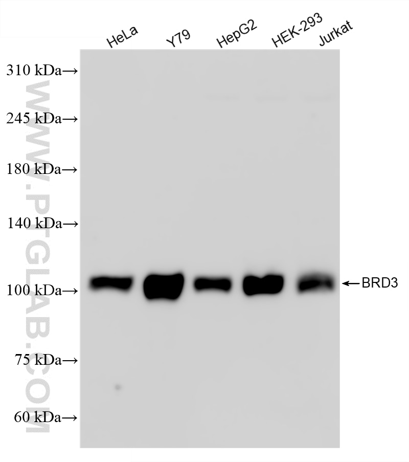 Western Blot (WB) analysis of various lysates using BRD3 Recombinant monoclonal antibody (87030-3-RR)