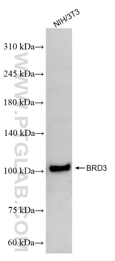 Western Blot (WB) analysis of NIH/3T3 cells using BRD3 Recombinant monoclonal antibody (87030-3-RR)