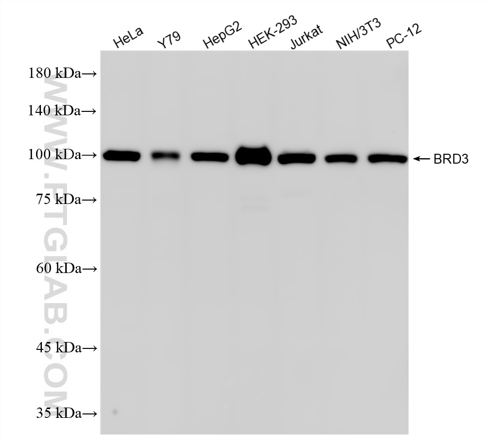 Western Blot (WB) analysis of various lysates using BRD3 Recombinant monoclonal antibody (87030-5-RR)