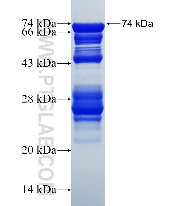 BRD3 fusion protein Ag2433 SDS-PAGE